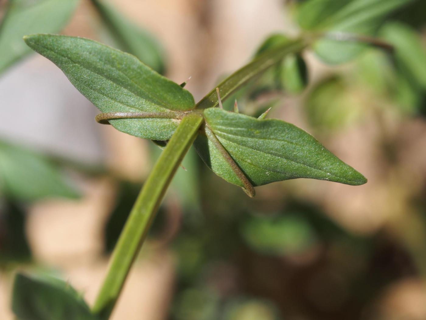 Pimpernel, Blue leaf